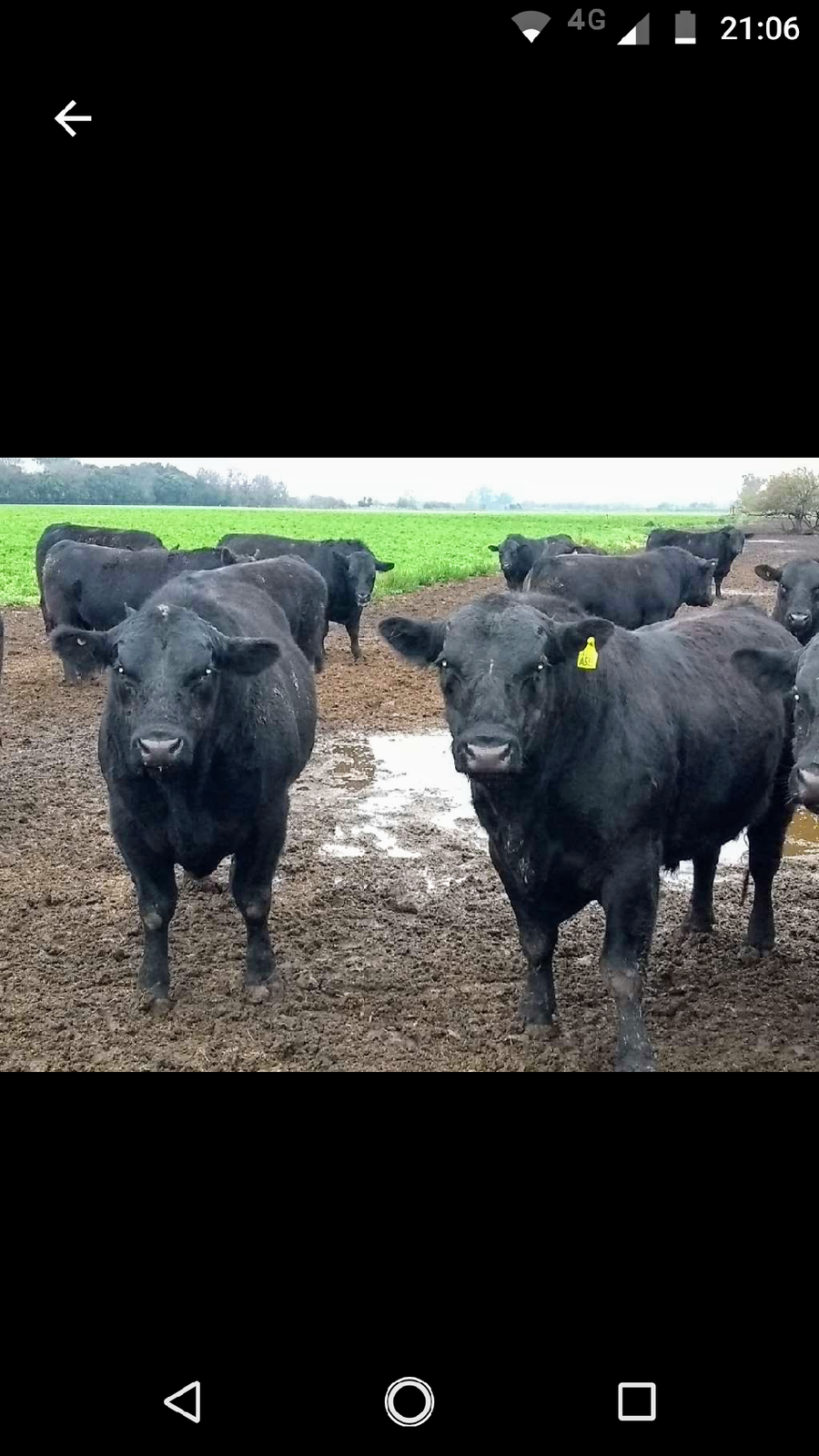 Lote 25 Toros en Chivilcoy, Buenos Aires