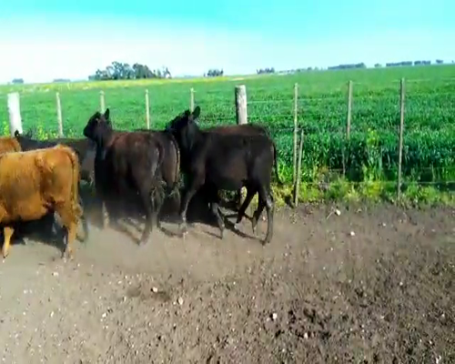 Lote 18 Terneras en Laprida, Buenos Aires