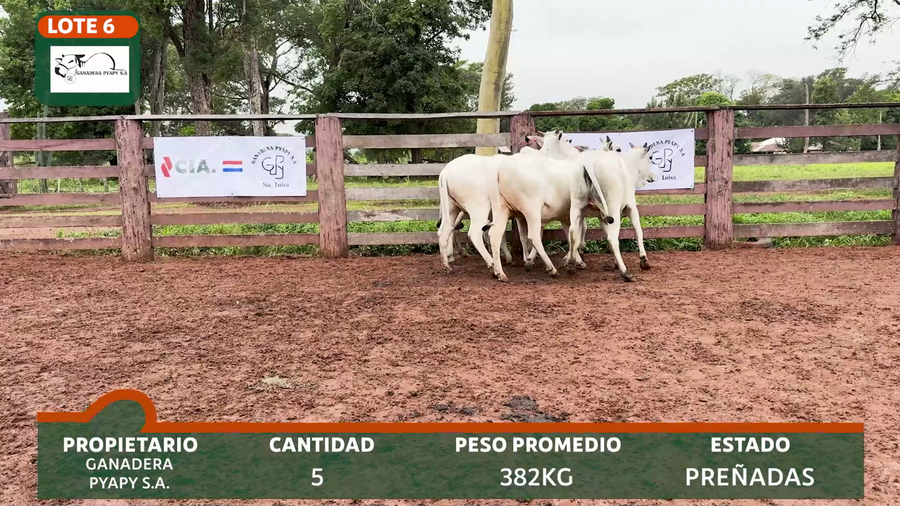 Lote PIAPY