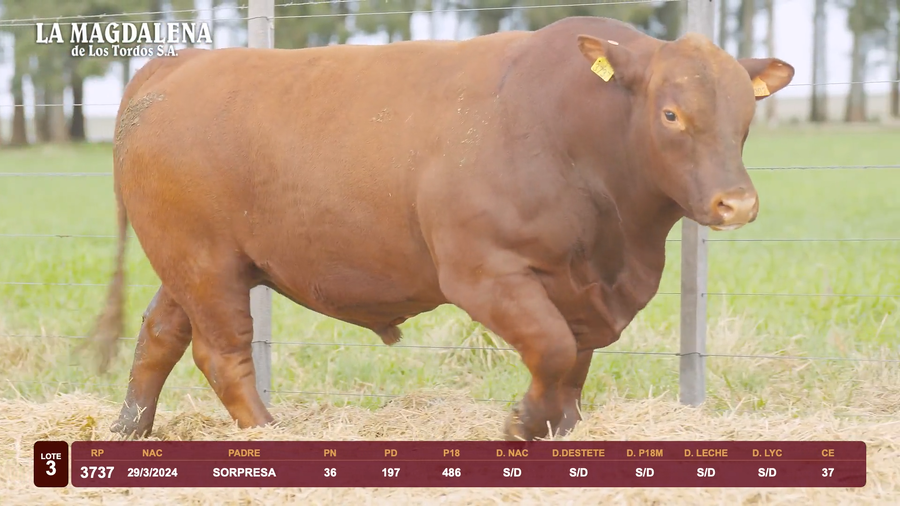 Lote Lote 3 - Brangus