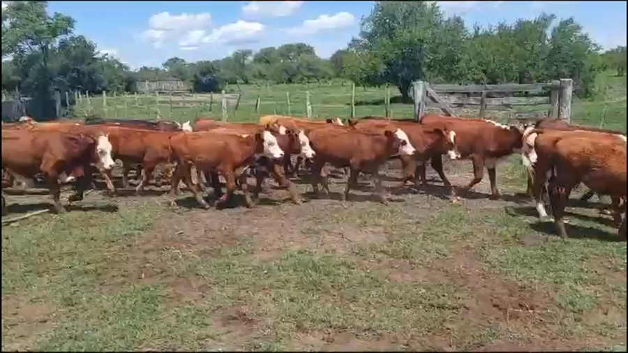 Lote 35 Terneros/as en La Paz, Entre Ríos