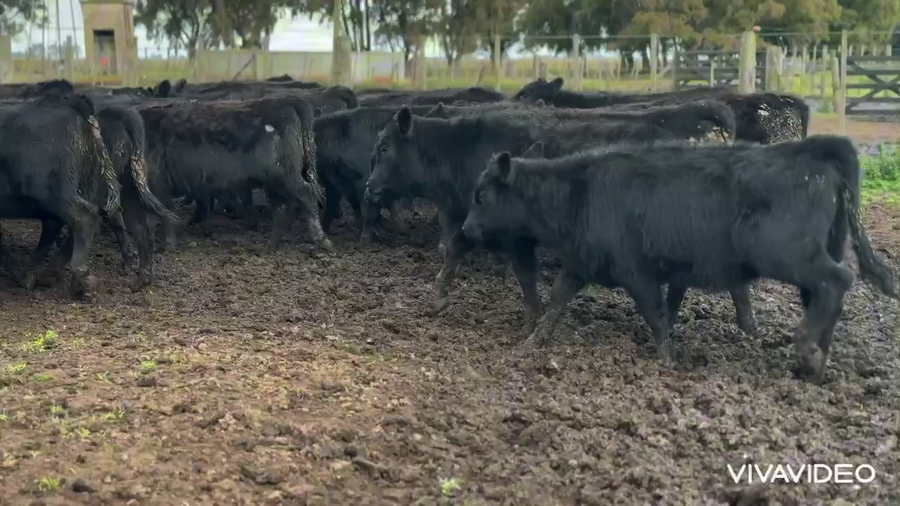 Lote 110 Terneras