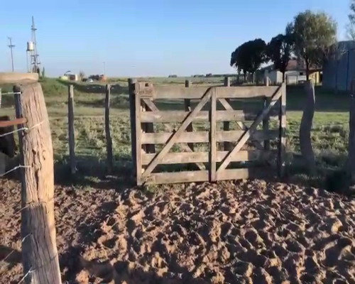 Lote 34 Vacas en Trenel, La Pampa