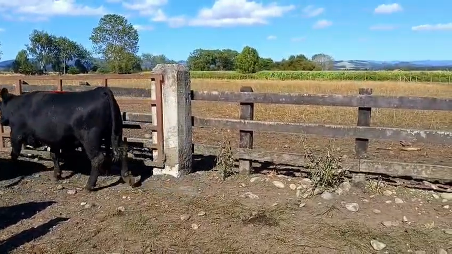 Lote 20 Vaquilla Gorda en Los Lagos, XIV Región Los Ríos