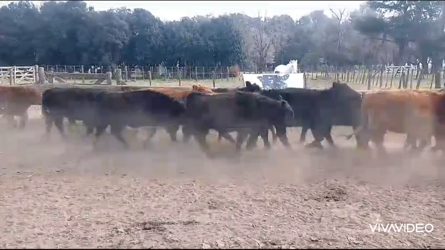 Lote 20 Terneros en Cañuelas, Buenos Aires