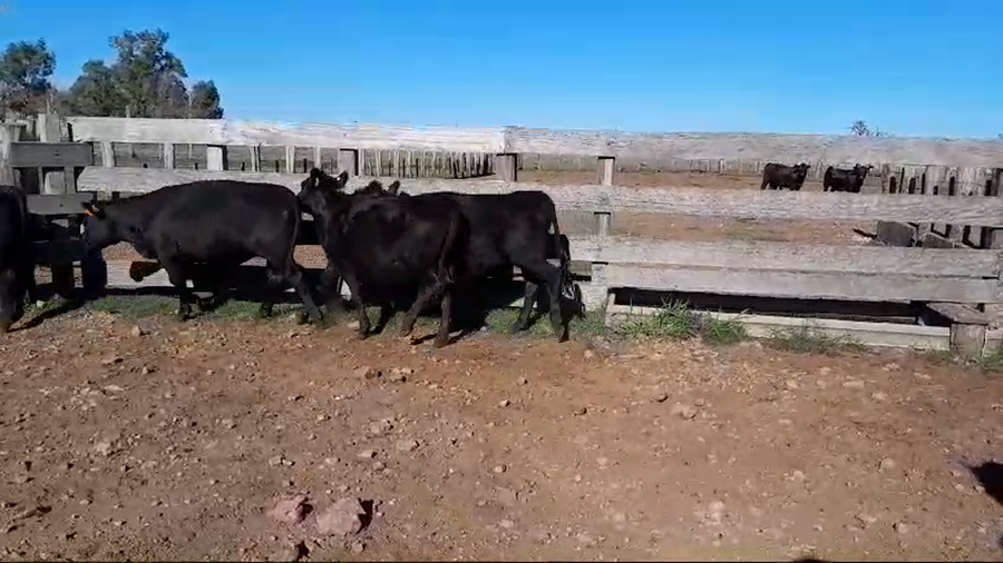 Lote 5 Terneras 5 AA a remate en 1° Remate Virtual BALTASAR BRUM 236kg -  en BALTASAR BRUM, 8 KM AL SUR POR CAMINO A TERMAS