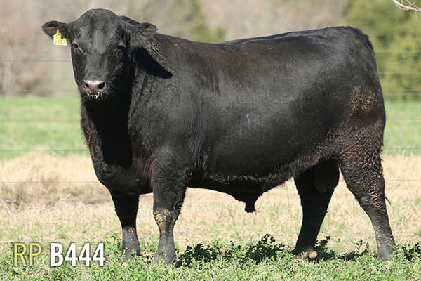 Lote 3 TOROS PUROS DE PEDIGREE