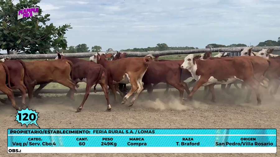 Lote LOTE 120