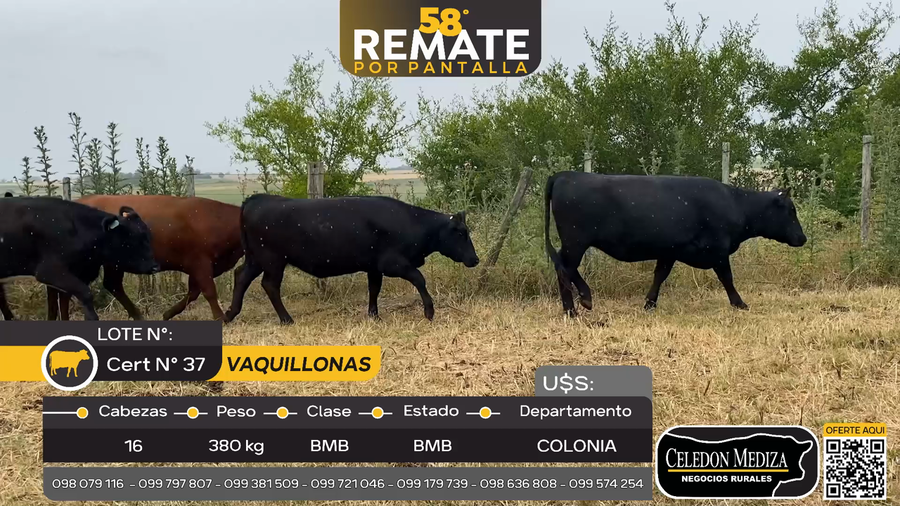 Lote 16 Vaquillonas  en Otra Localidad, Colonia