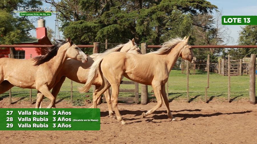 Lote 3 Yeguas