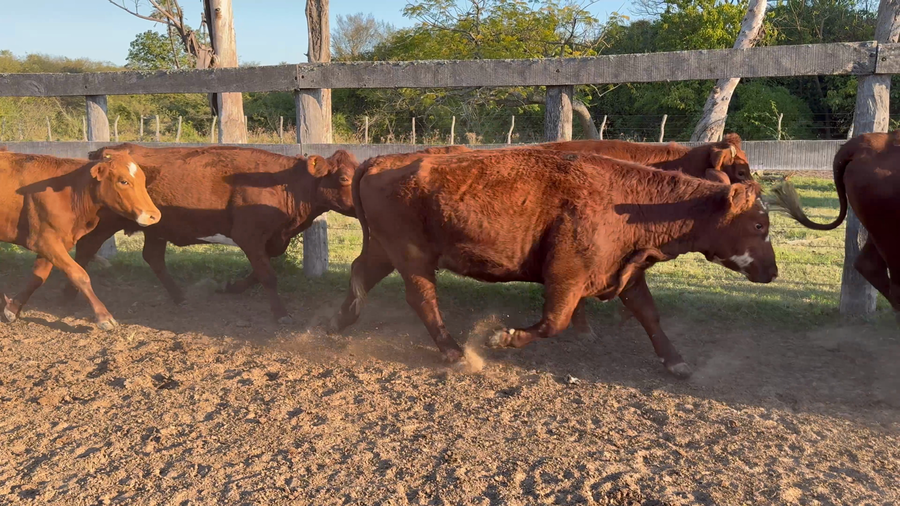 Lote 35 Vacas de invernar