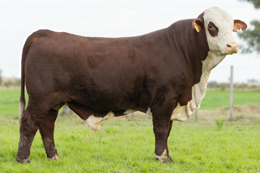 Lote Toros señal 22