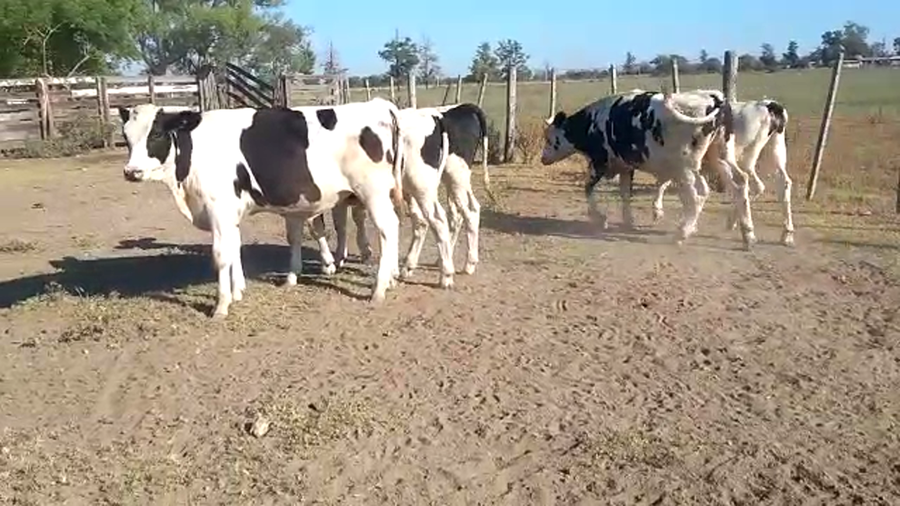 Lote 7 Terneros Holando en Santa Fe, Col. Raquel