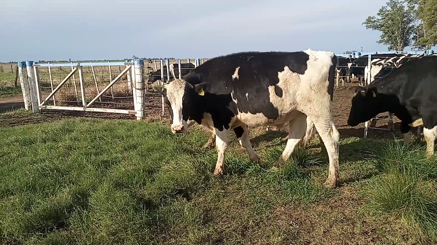 Lote 30 Novillo Holando Argentino en Porteña, Córdoba
