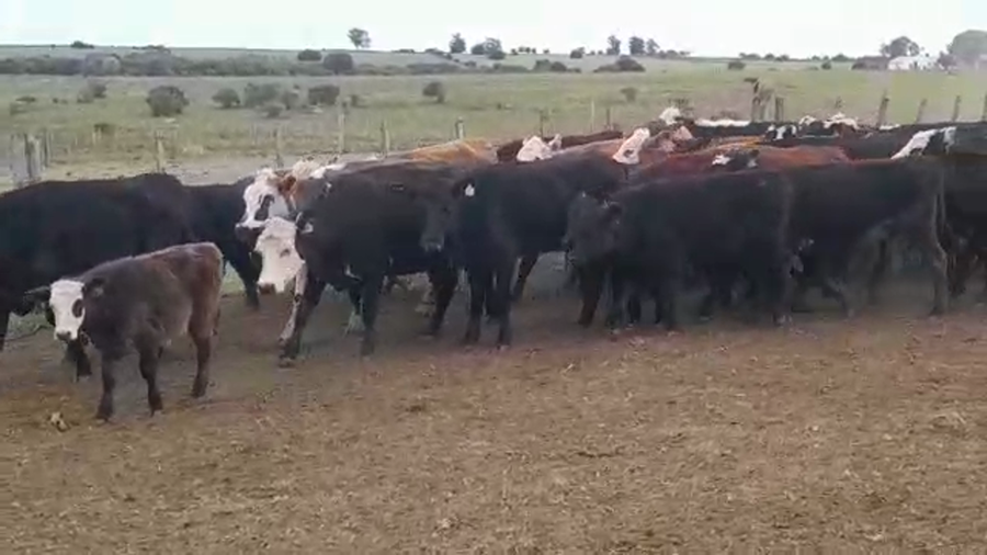 Lote (Vendido)60 Piezas de cría a remate en PANTALLA FEDERICO GARLAND en LA SIERRA