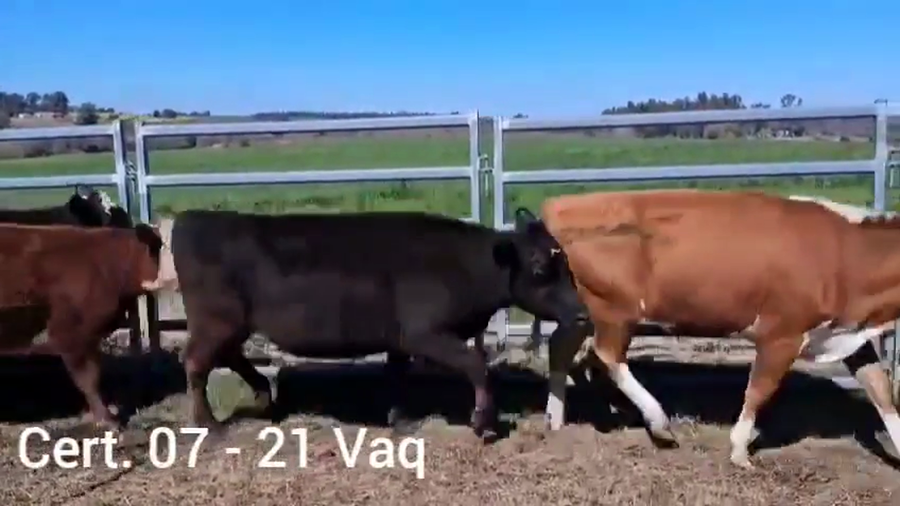 Lote VAQUILLONAS PREÑADAS