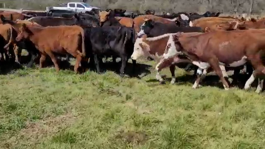 Lote 58 Terneros/as en Villaguay, Entre Ríos