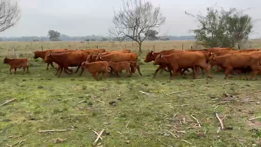 Lote 62 Vaquillonas con Cría