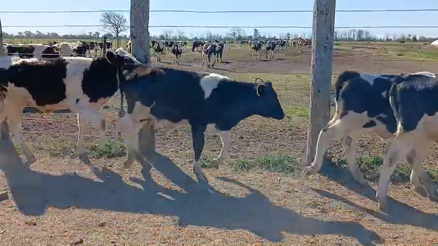 Lote 32 Terneros Holando Argentino y Jersey en Sunchales, Santa Fe