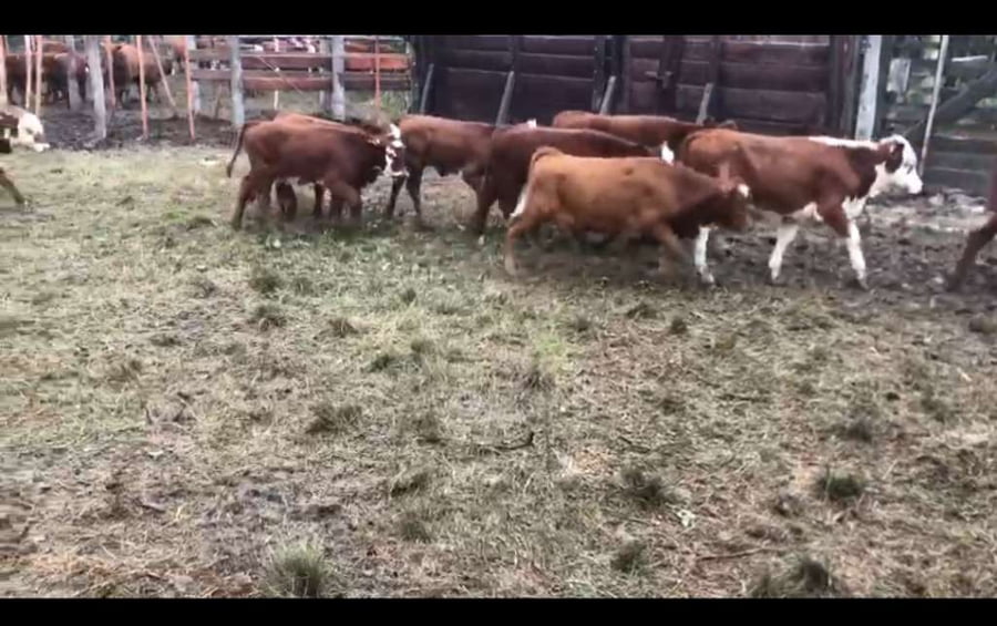 Lote 80 Terneros/as en Victoria, Entre Ríos