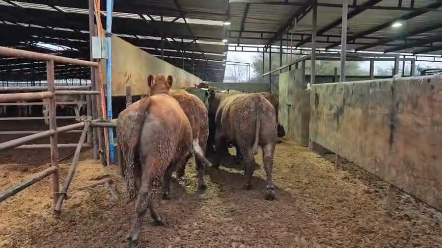 Lote 20 Novillo Gordo en Linares, VII  Región Maule