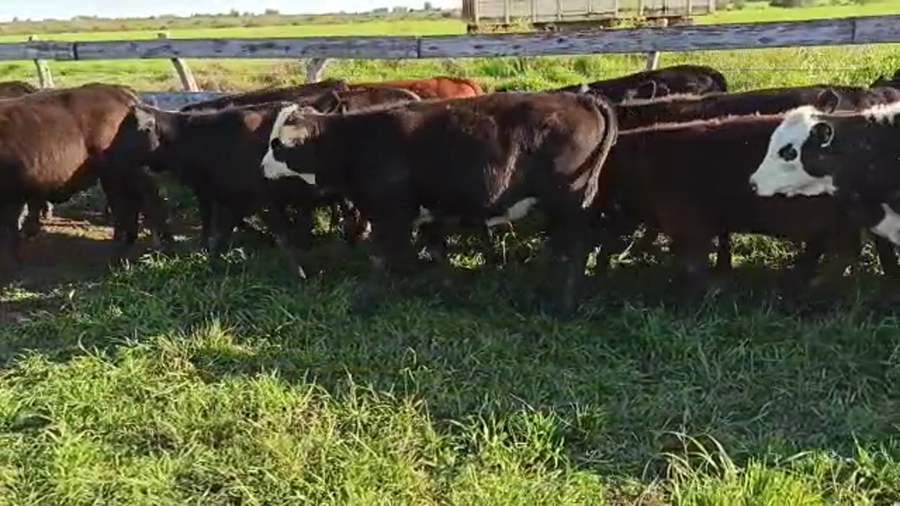 Lote 70 Terneros/as en San Salvador, Entre Ríos