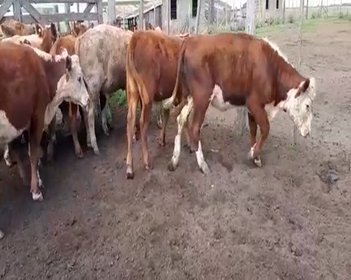 Lote 15 Terneros en Gral. Lamadrid, Buenos Aires