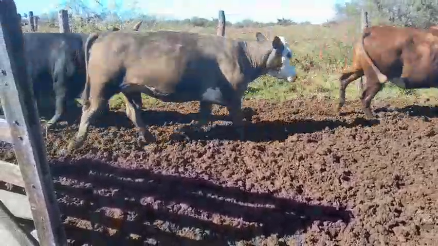 Lote 50 Vacas faena UE