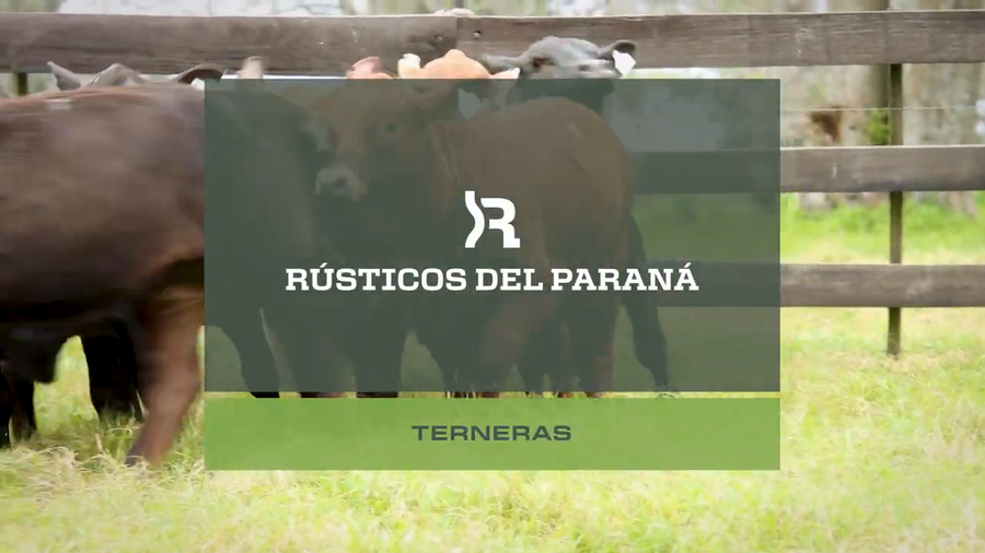 Lote TERNERAS