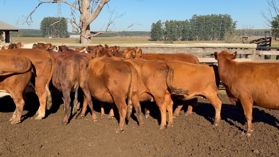 Lote 35 Vacas  en Corrientes, Juan Pujol