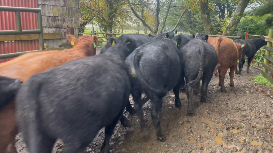 Lote 50 Novillo Engorda en Puerto Varas, X Región Los Lagos