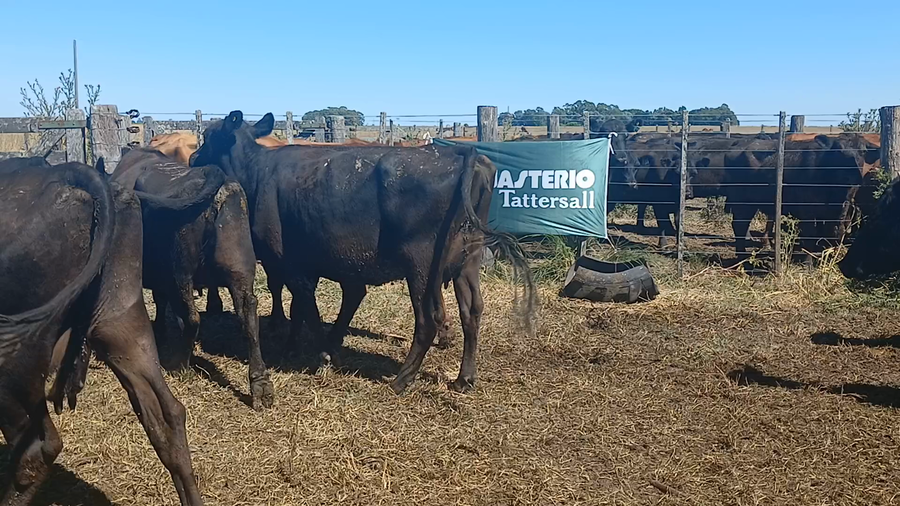Lote 30 Vacas CUT preñadas