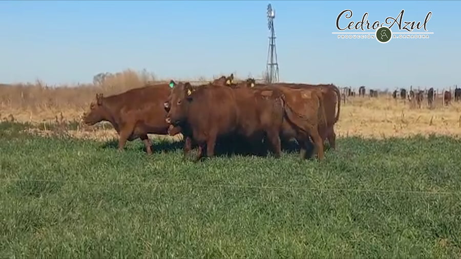 Lote Cabaña Cedro Azul: Vacas de tercera y cuarta parición coloradas