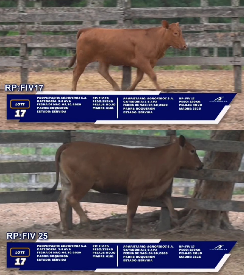 Lote LOTE 17 - DUO