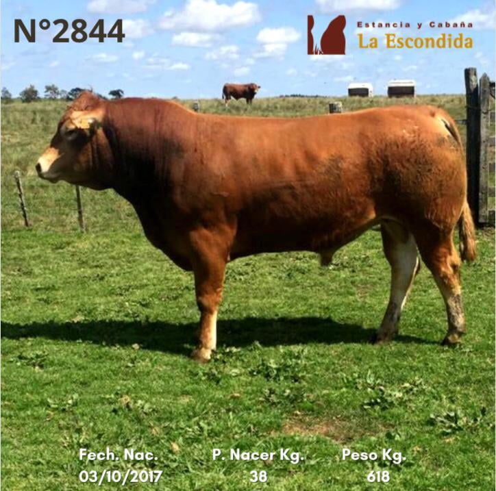 Lote Venta particular de Toros Limousin