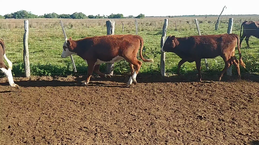 Lote 112 Terneras en Chavarría, Corrientes