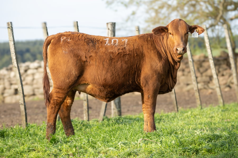 Lote Jacaranda - 2 Hembras