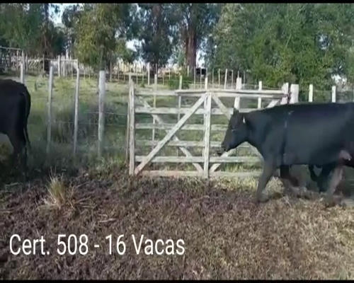 Lote (Vendido)16 Vacas de Invernada AA a remate en Remate virtual de Coco Morales & Asoc. 375kg -  en  RUTA 12 A 5KM DE CARDONA