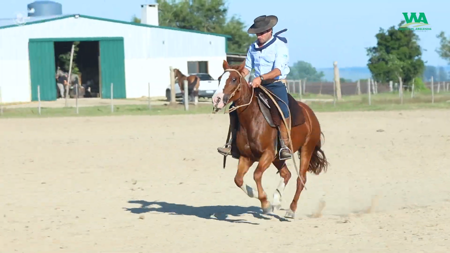 Lote ALEGRIA JOSE IGNACIO