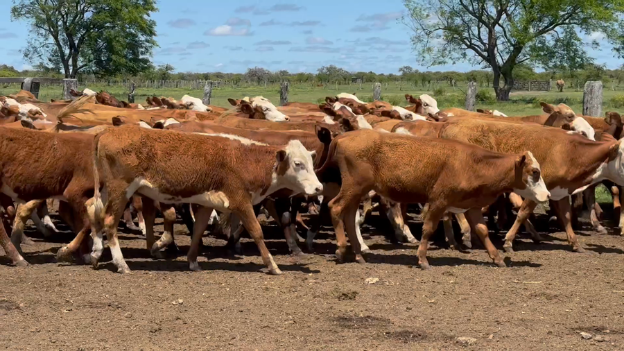 Lote 220 Terneras y Vaquillas en Corrientes, Mercedes