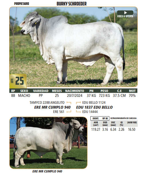 Lote LOTE 25