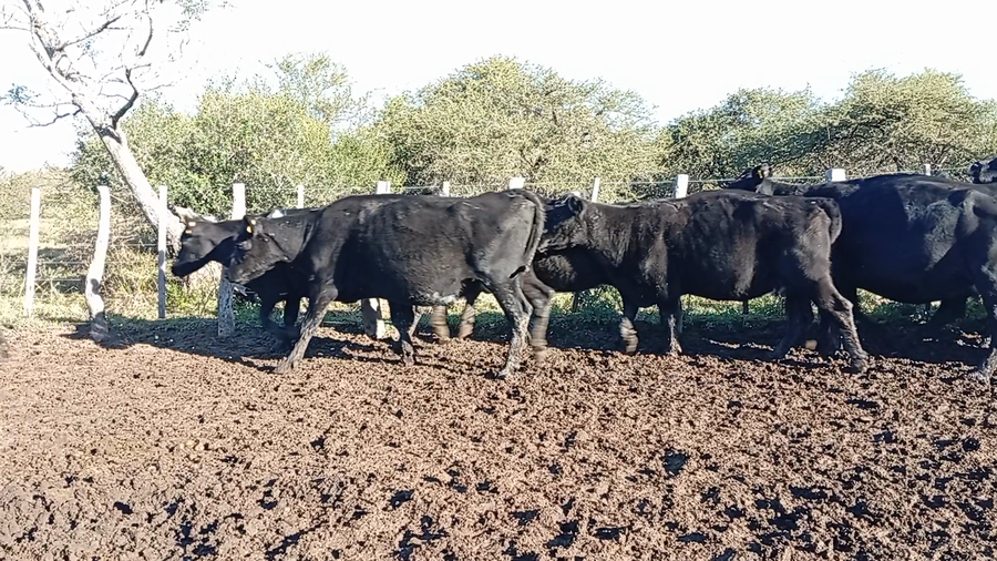 Lote 10 Vacas usadas preñadas