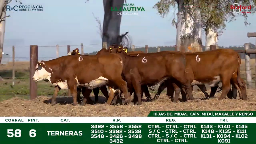 Lote TERNERAS BRAFORD CONTROLADAS SEÑAL 25   Cabaña La Cautiva