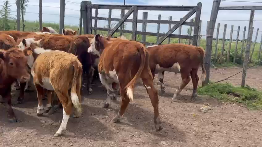 Lote 16 Terneros a remate en Pantalla Camy, San José