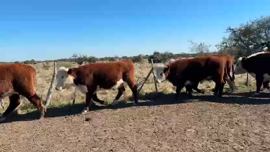Lote 30 Novillitos