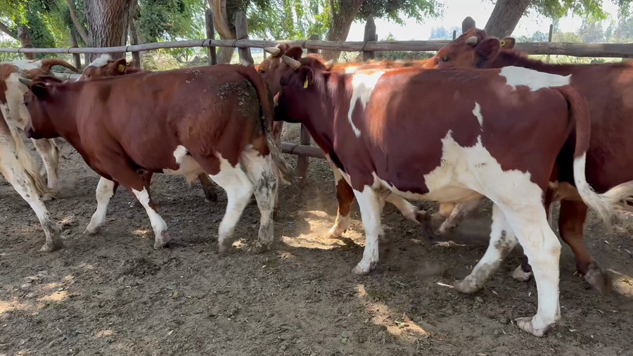 Lote 23 Novillo Engorda en Melipilla, Región Metropolitana