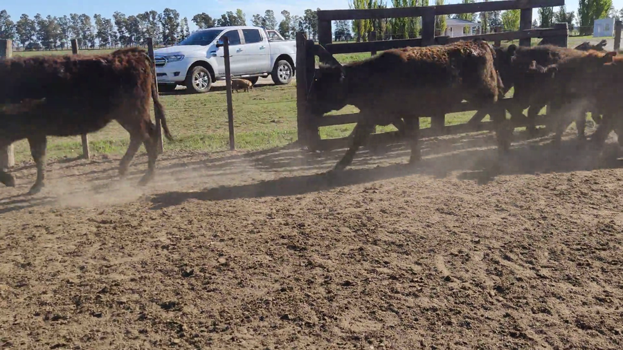 Lote 120 Terneras en Brandsen, Buenos Aires