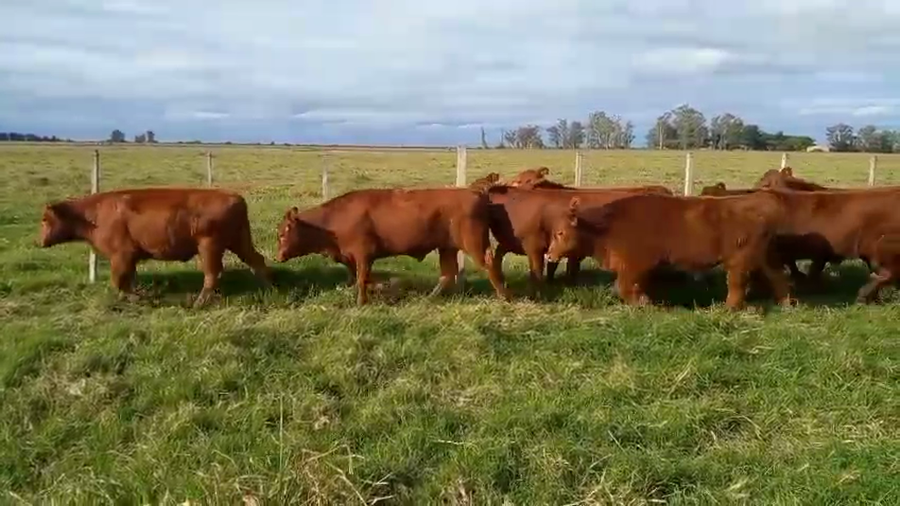 Lote 110 Terneros