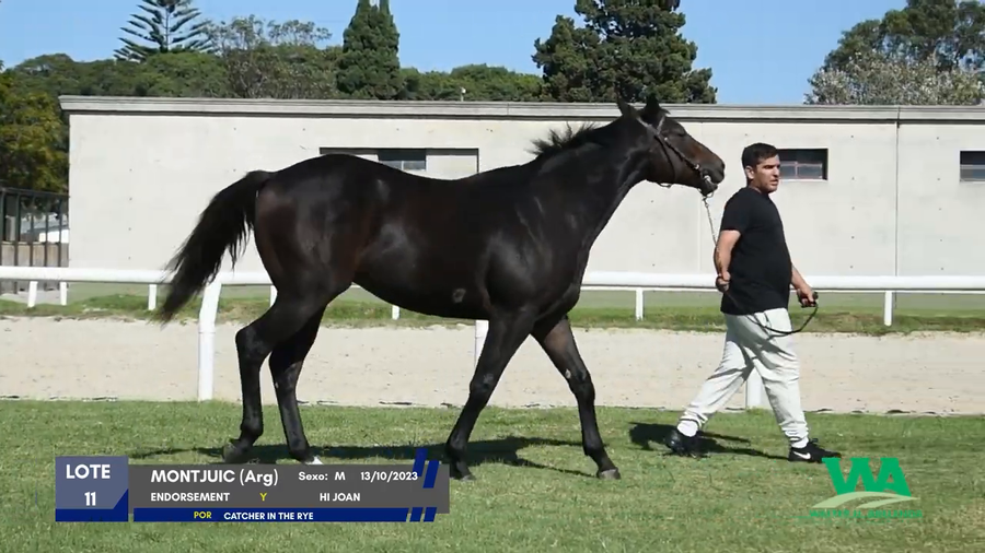 Lote MONTJUIC (Arg)