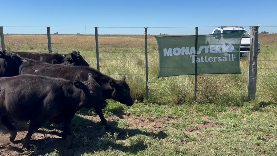 Lote 41 Terneros en Tres Arroyos